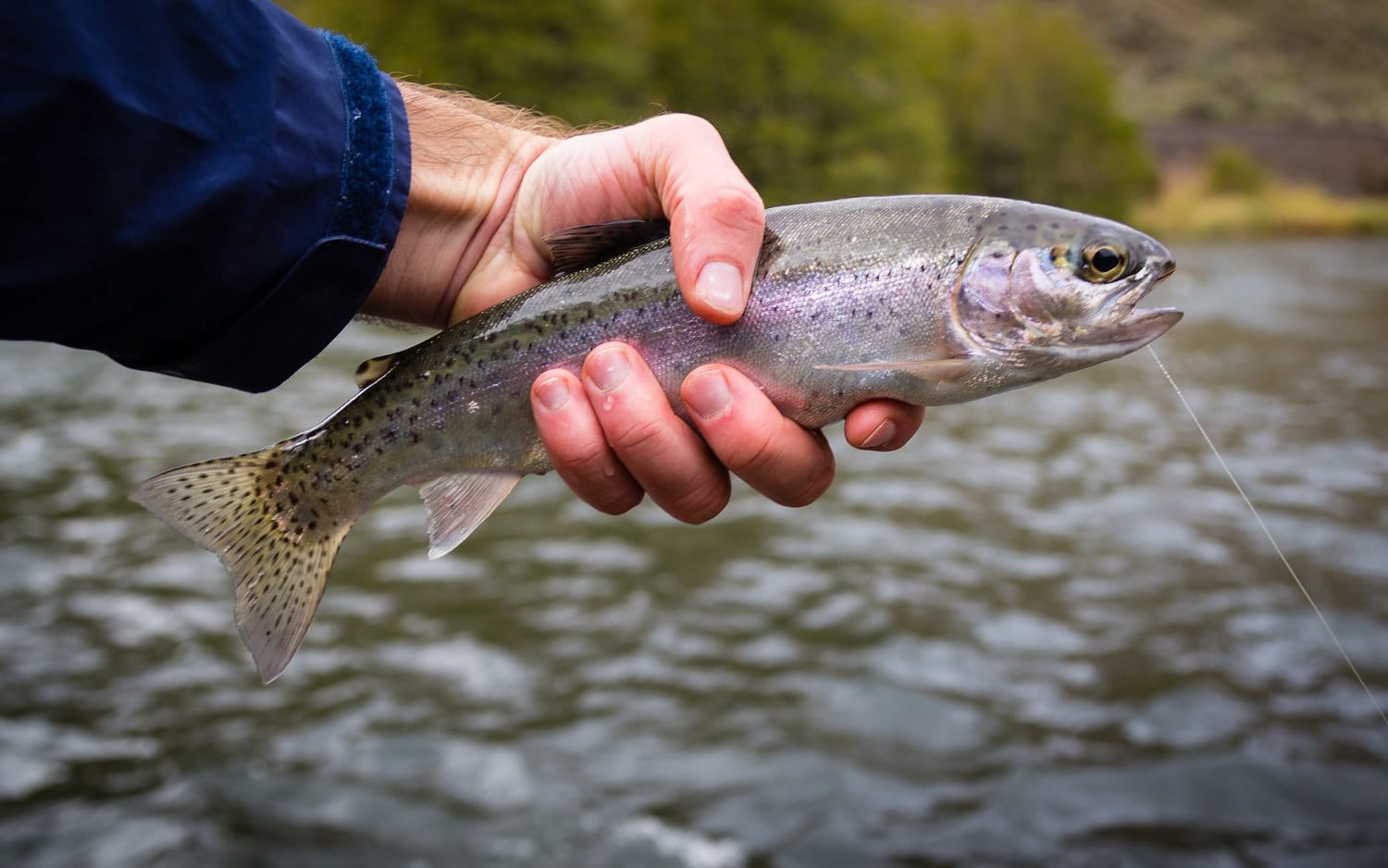 How To Fish For Trout Trout Fishing 101 The Wild Provides