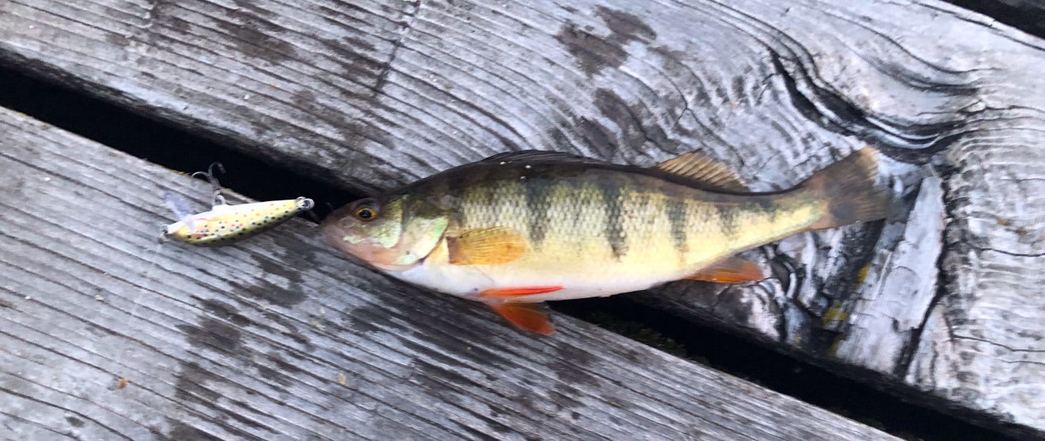 Perch Fishing 101: How To Catch Yellow Perch - The Wild Provides