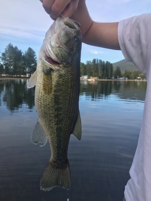 Can You Eat Bass from a Lake  