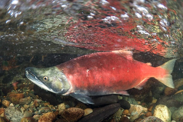 Kokanee Salmon Spawn Colors