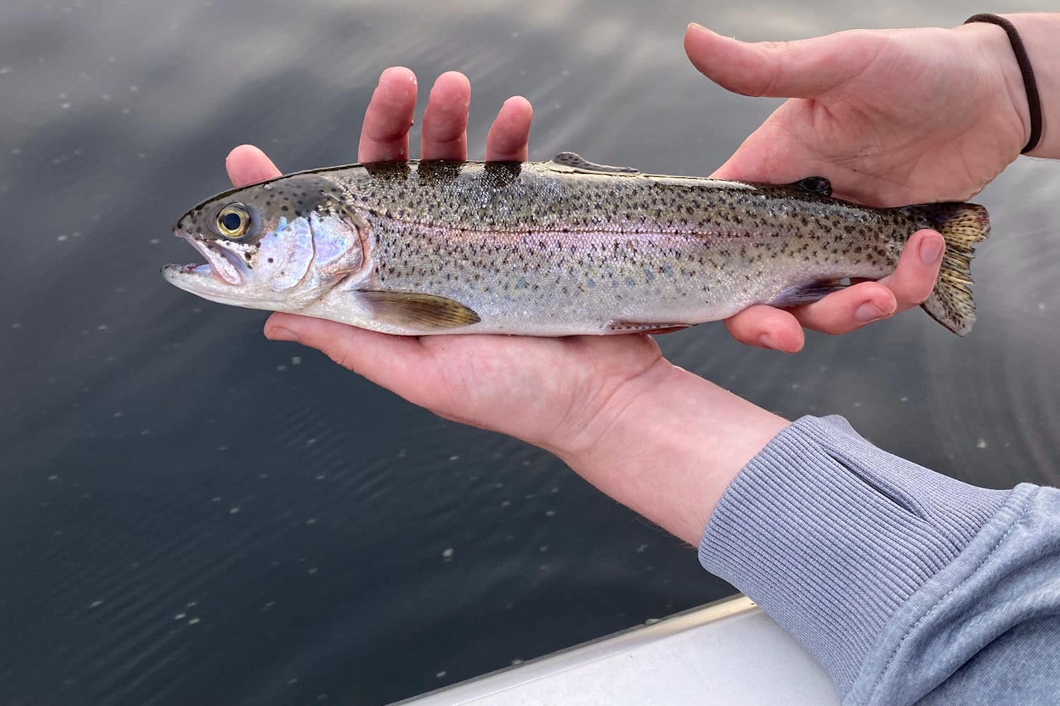 What Does Rainbow Trout Taste Like? (It Depends) - The Wild