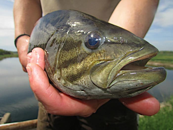 Smallmouth Bass