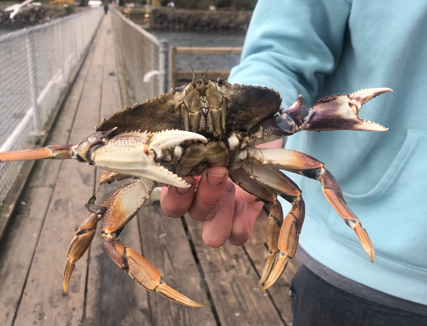 How To Go Crabbing On The Oregon Coast: The Ultimate Guide - The Wild  Provides