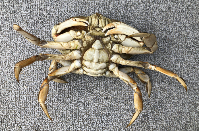 Female Dungeness crab