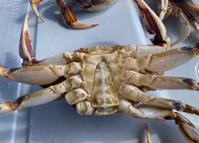 Male dungeness crab