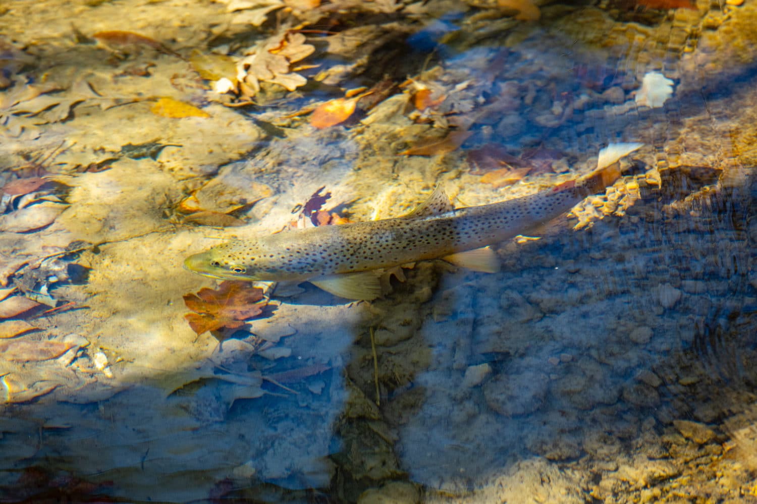 The 9 Best Trout Lures For Small Streams (Plus One Bonus) - The