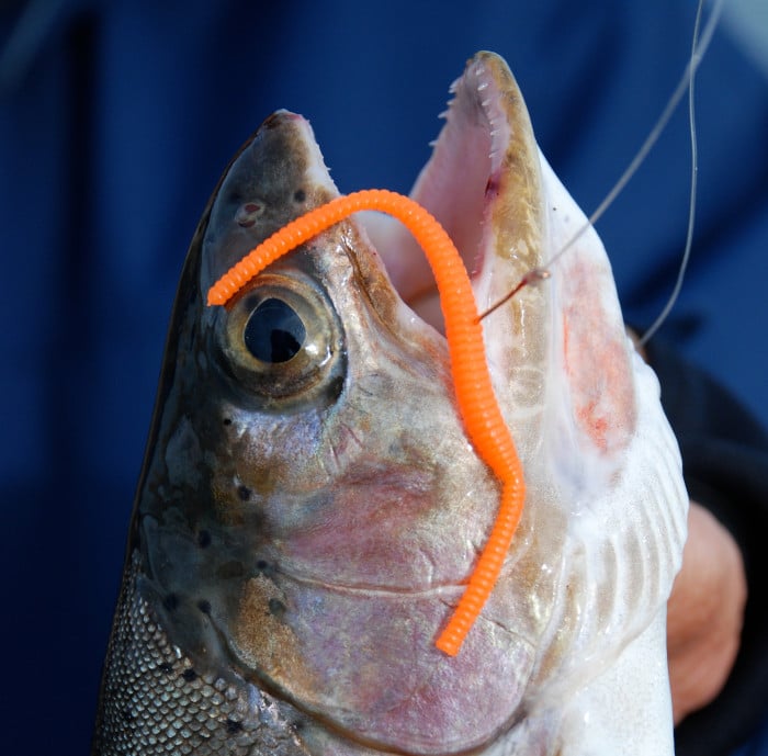 Trout with plastic worm in mouth