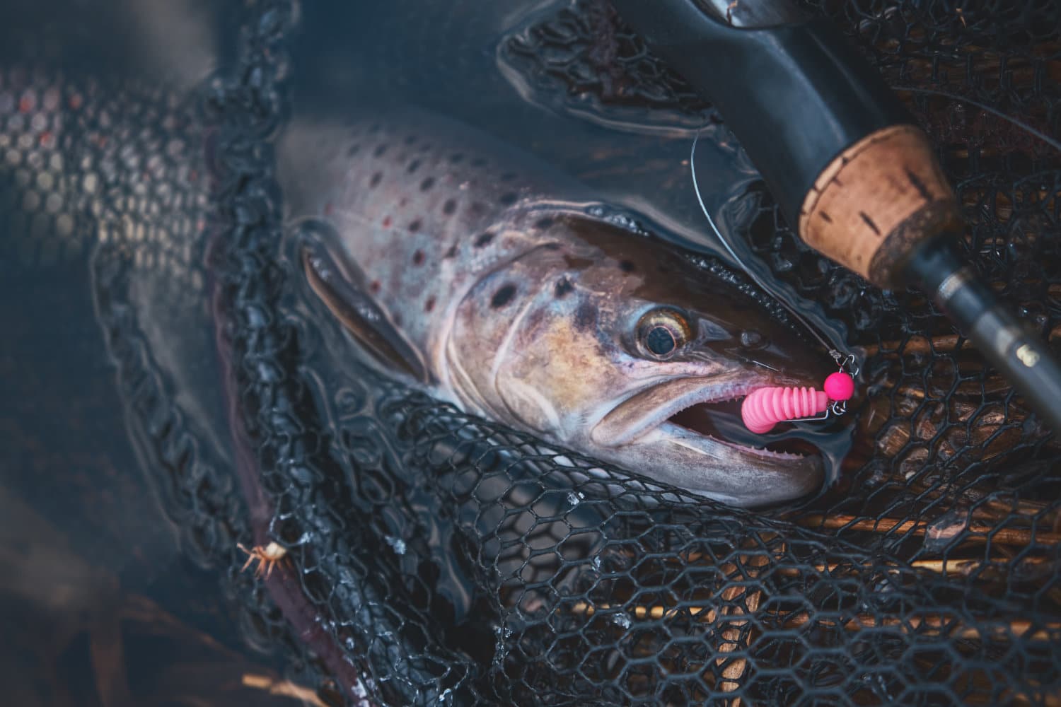 Trout Fishing With Worms Top Tips For More Success The Wild Provides