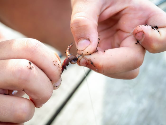 Rigging worm on hook