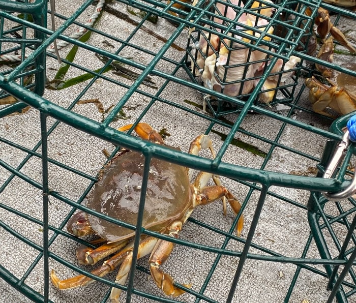 Dungeness crab in a crab pot with bait
