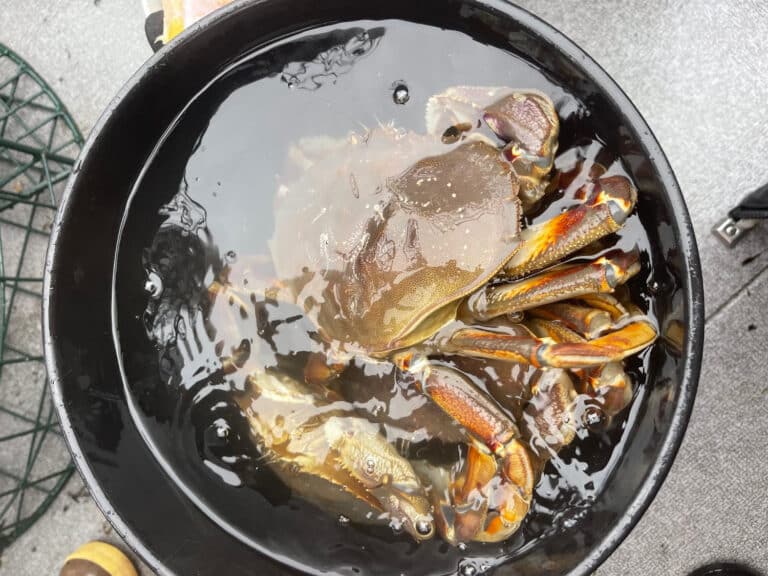 Dungeness crabs in a bucket