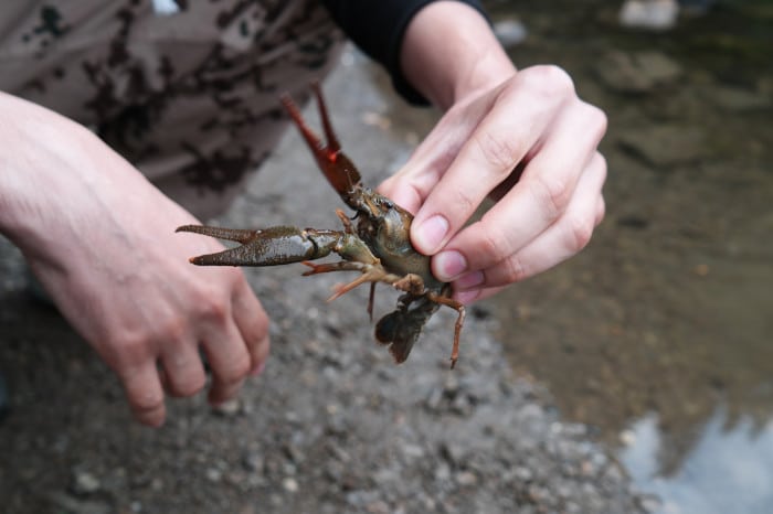 Man holding crayfish at lake
