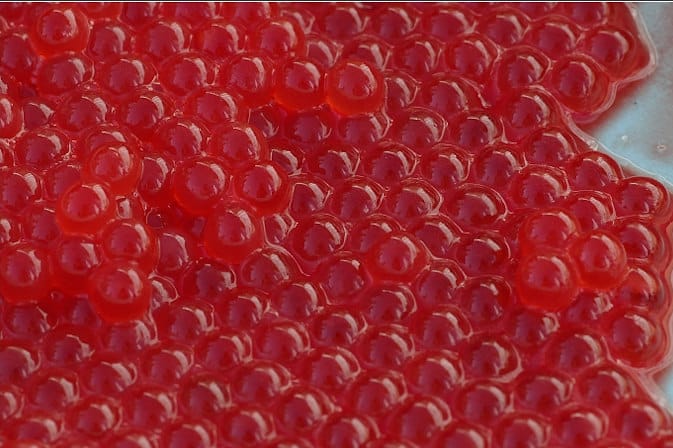 salmon eggs
