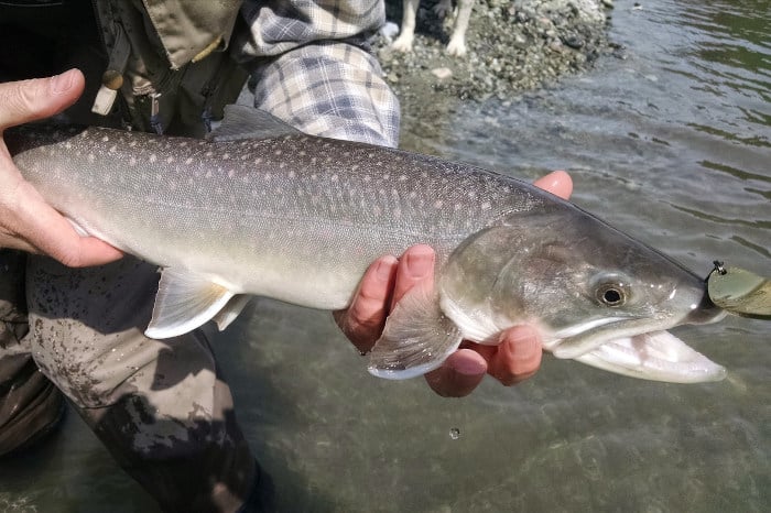 trout caught with a spoon
