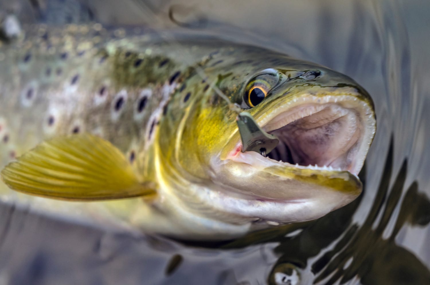 braid/leader brands and sizes for smallish shallow stream trout