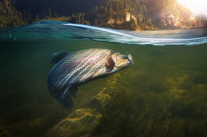 Trout underwater hooked on a spoon