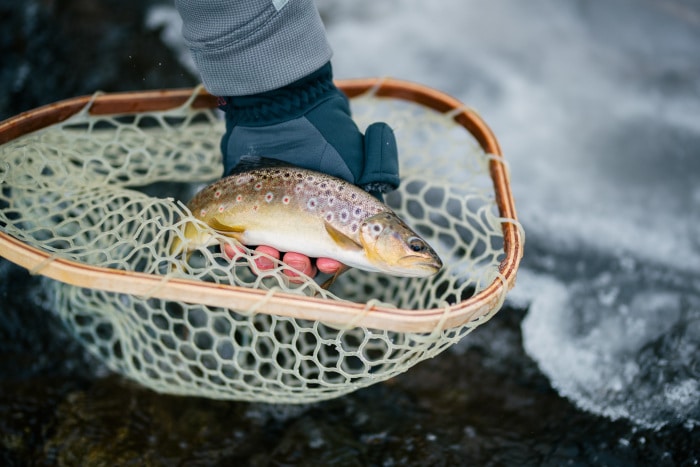 Brown trout in net