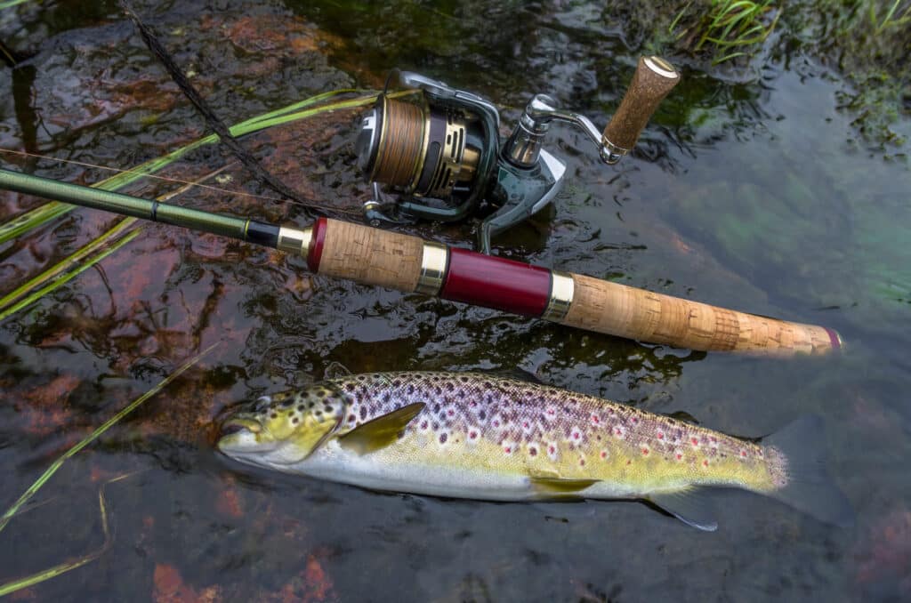 Brown trout next to ultralight spinning rod